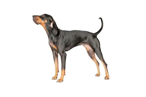 Black and Tan Coonhound