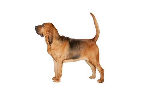 Bloodhound