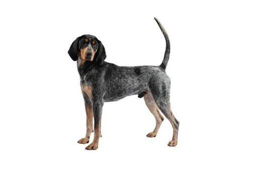 are bluetick coonhounds intelligent dogs