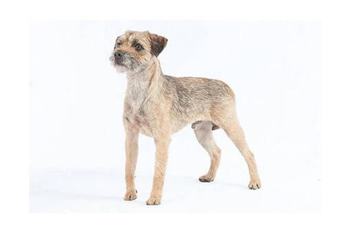 Border Terrier