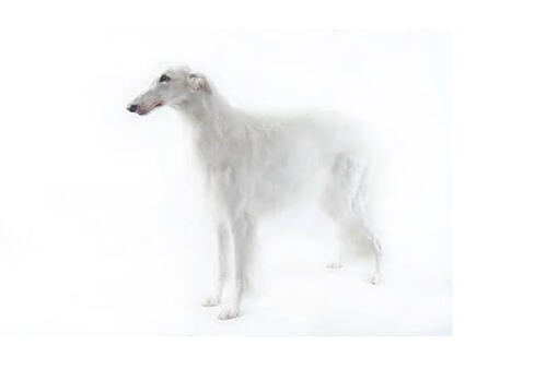 Borzoi