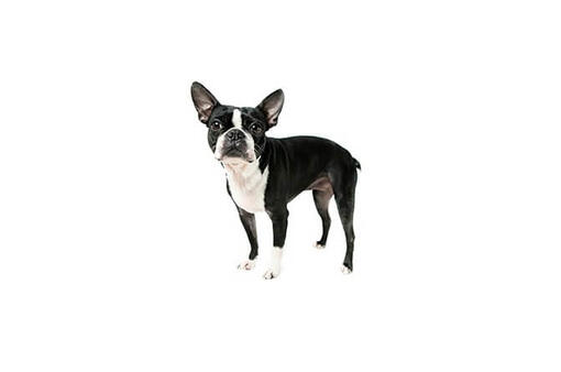 Boston Terrier