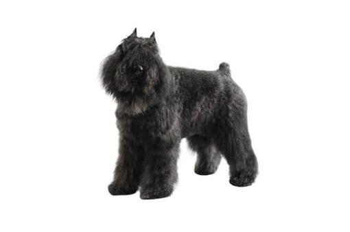 Bouvier des Flandres