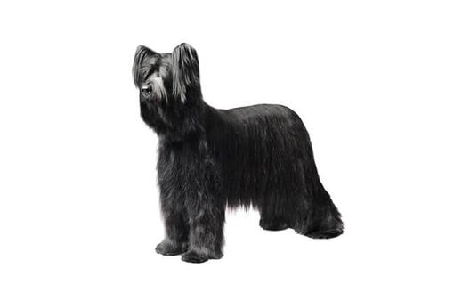 Briard