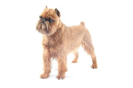 Brussels Griffon