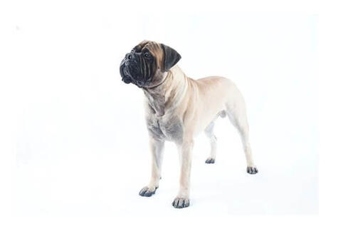 Bullmastiff