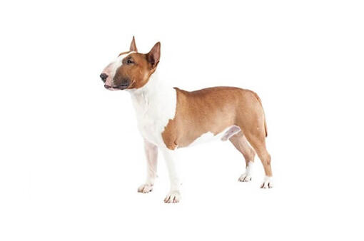 Bull Terrier