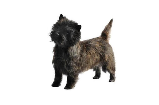 Cairn Terrier