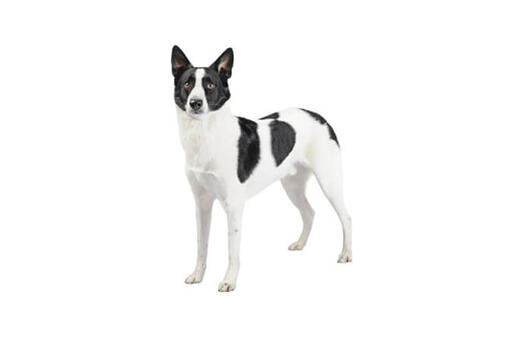 Canaan Dog