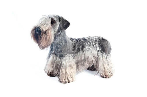 Cesky Terrier