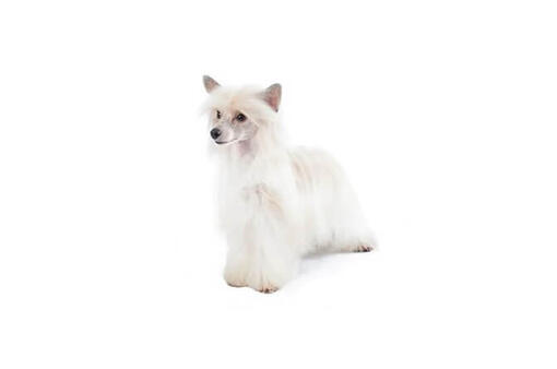 Chinese Crested