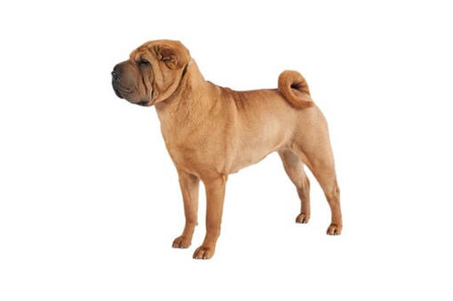 Chinese Shar Pei