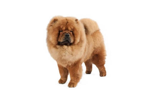 Chow Chow