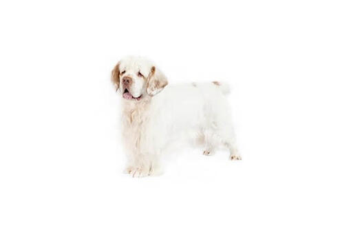 Clumber Spaniel