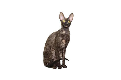 Cornish Rex