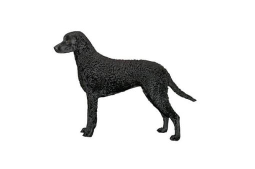 Curly-Coated Retriever