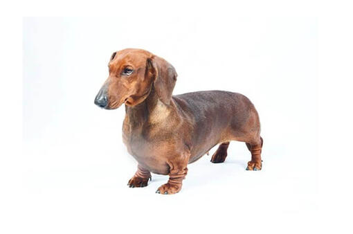 Dachshund Smooth