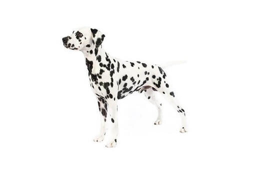 Dalmatian