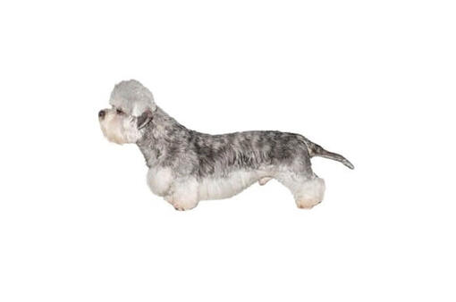 Dandie Dinmont Terrier