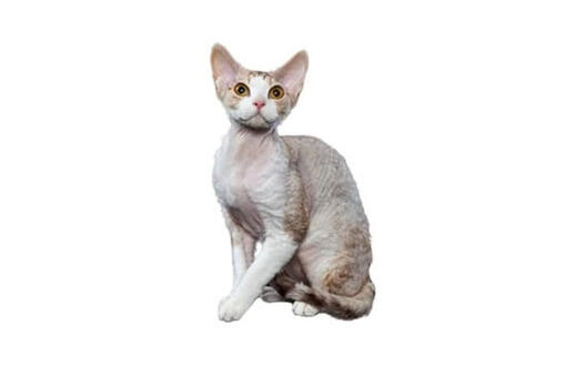 Devon Rex