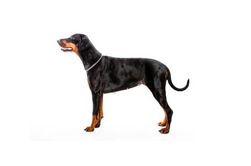 Doberman Pinscher