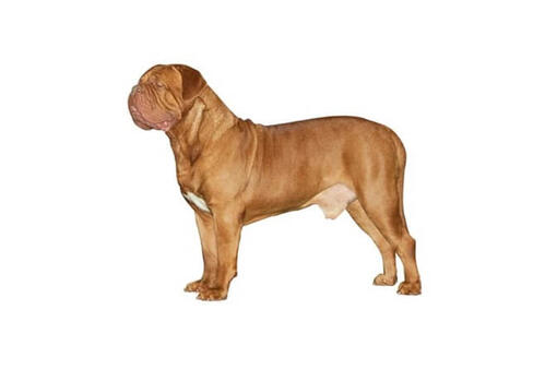 Dogue de Bordeaux