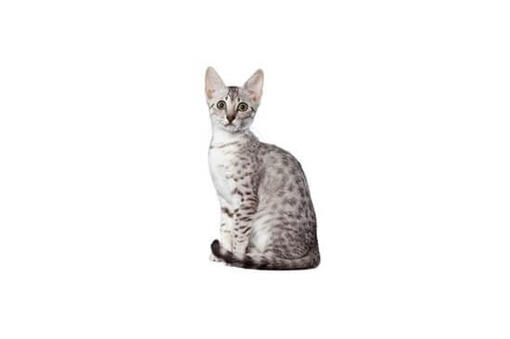 Egyptian Mau