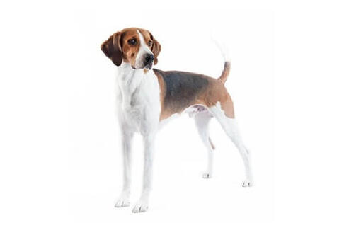 English Foxhound