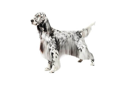 English Setter