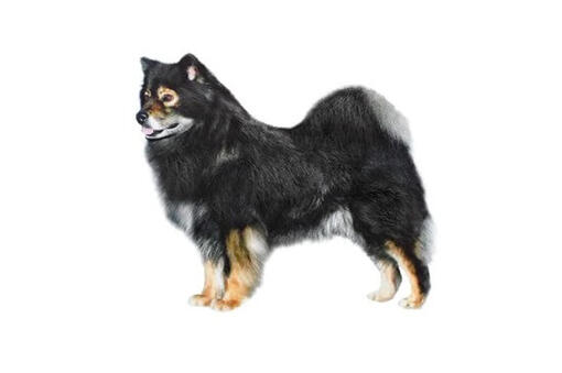 Finnish Lapphund