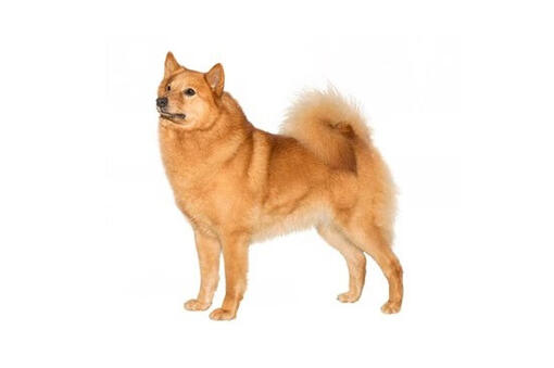 Finnish Spitz