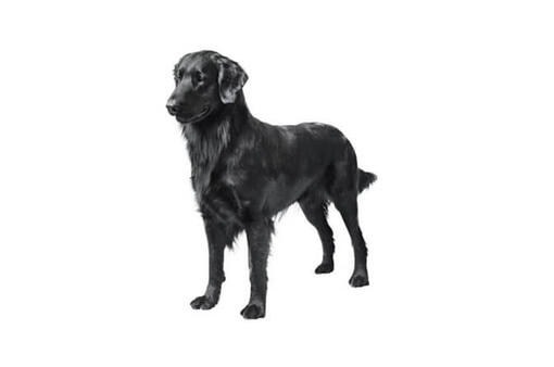 Flat-Coated Retriever