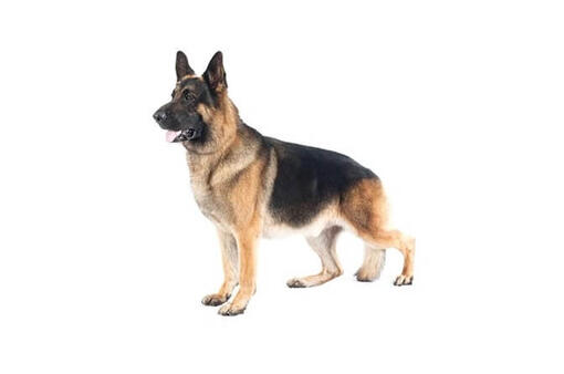 German Shepherd Dog