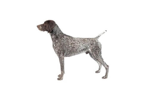 German Shorthaired Pointer