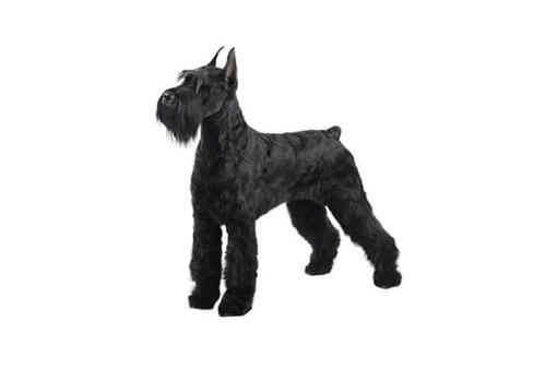 Giant Schnauzer