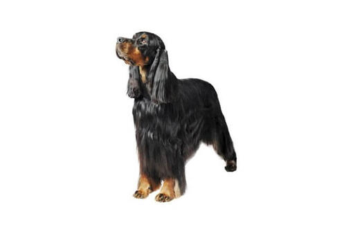 Gordon Setter