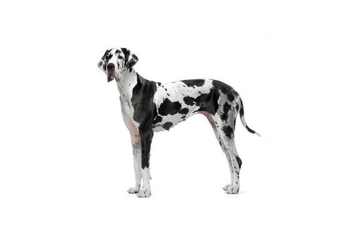 Great Dane