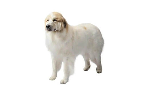 Great Pyrenees