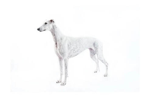 Greyhound