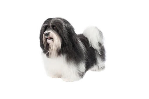 Havanese