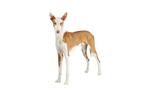 Ibizan Hound