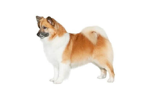 Icelandic Sheepdog