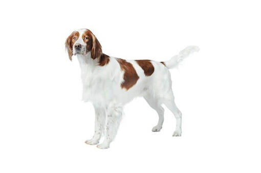 Irish Red and White Setter