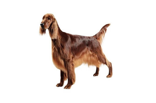 Irish Setter