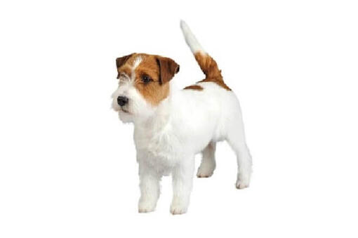 Jack Russell Terriers