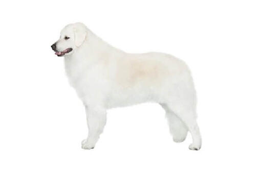 Kuvasz