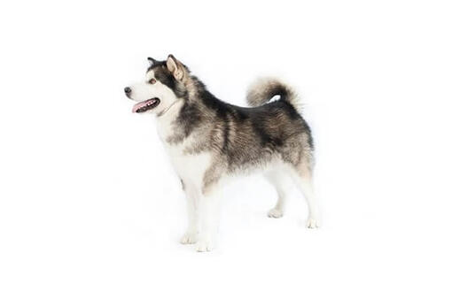 Alaskan Malamute