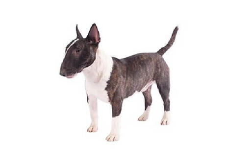 Miniature Bull Terrier