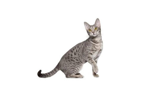 Oxy shop cat breed