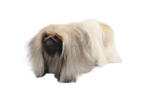 Pekingese